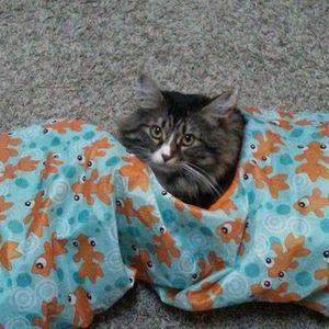 Meet your Posher, Darlene